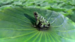 青蛙长期在水里会淹死吗