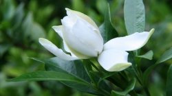 栀子花的养殖方法