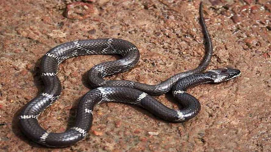 属相蛇与属相兔的婚配和谐 他们的性格特点和生活习惯能否相容