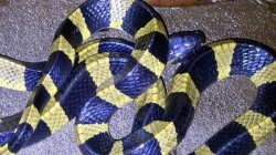 蛇生肖与蛇生肖相克吗