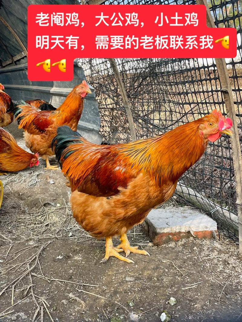 辛卯年生的你在阴历生日配对测试爱情中会遇到难以共鸣的情感困扰和误解呢