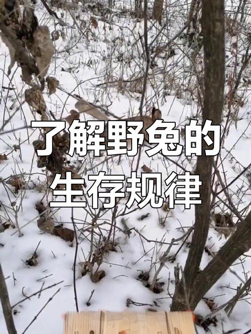 2026年11月优雅女孩名字 牛年女宝宝大方顺口名字